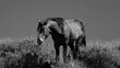 Lone dark sorrel wild horse stallion in the Salt River desert area near Scottsdale Arizona United States