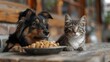 Hungry Dog and cat looking to food on table. Pet food concept