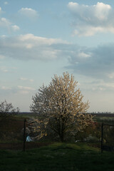 Wall Mural - lone tree in the middle of a field in the forest