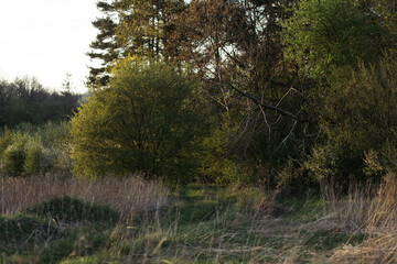 Wall Mural - lone tree in the middle of a field in the forest