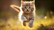 cat jumping  on the grass