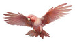 PNG Pink parrot flying cockatoo animal bird
