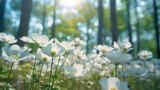 Fototapeta Natura - Spring forest white white flowers anemones on blue background in nature. Beautiful blue bokeh.