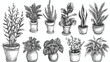 Hand drawn houseplants. Graphic vector set Vector illustration