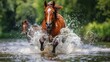   A horse gallops through water, lifting its front legs, and kicking back with its hind legs