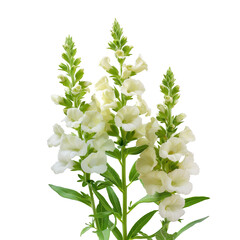 Wall Mural - Snapdragon white flower isolated on white background