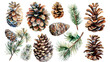 set of watercolor pine cone and branches isolated on transparent background