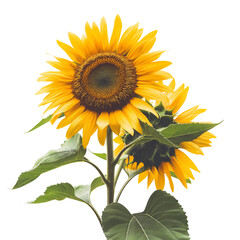 Wall Mural - Close-up photo sunflower isolated on white background