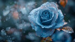 Beautiful close-up of a blue rose with water drops, perfect for mother's day or valentine day concept