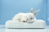 Fototapeta Konie - Image of cute white rabbit lying on sleeping cushion. Pet. Animals. Illustration. Generative AI..