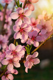 Fototapeta Storczyk - Beautiful peach blooming, peach blossom, pink flowers blossom