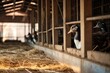 Pair of ducks in a cage on the farm. Selective focus