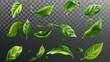 Falling tea leaves, realistic green foliage flying in the air on transparent background. Floral organic element for product packaging design, advertising, marketing, 3D modern illustration.