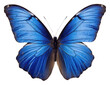 PNG Real Pressed a blue butterfly animal insect invertebrate
