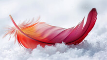 Cardinal Feather Rendition, Warmth Symbol Against White.