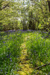 Sunlight shining in a bluebell wood in Sussex, with a view along a narrow pathway