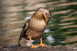 A female mallard duck by a pond in Sussex, with a shallow depth of field