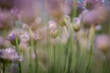A close up atmospheric photograph of sea thrift flowers in the spring sunshine