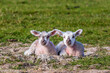 Two lambs sitting nerxt to each other in the spring sunshine