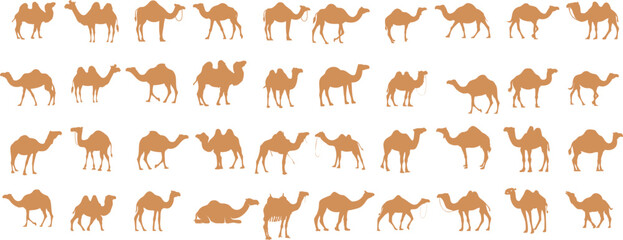 Wall Mural - camel vector illustration, desert animal illustration. perfect camel clipart for fabric, wallpaper, 