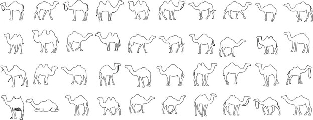 Wall Mural - camel sketch, vector art collection. educational, creative project resource. high quality black and 