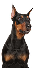 Sticker - Funny german Pinscher on a white background.