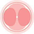 Stages of Embryo Development. Educational medical information. Flat design illustration. 4 cell stage.