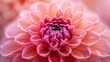 A close up of a pink flower with water droplets on it, AI