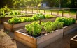© Hitam Putih - Sunlit Raised Garden Beds