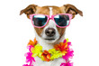 © TANATPON - Happy smile Puppy dog wearing sunglasses with summer season costume isolated on background, pets summer, lovely dog, holiday vacation.
