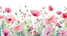 PNG Pink Poppy Flowers And Wildflowers Backgrounds Outdoors Blossom