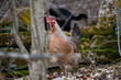 Free range hens in forest looking for food