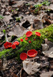 Spring edible red mushrooms Sarcoscypha grow in forest. sarcoscypha austriaca or Sarcoscypha coccinea - mushrooms of early spring season, known as Scarlet elf cup. fresh fungus picking