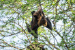indian flying fox or greater indian fruit bat or Pteropus giganteus face closeup or portrait hanging on tree with wingspan eye contact at ranthambore national park forest tiger reserve rajasthan india