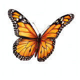 Fototapeta Miasto - colorful butterfly vector illustration clipart isolated on white background