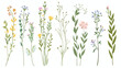 Delicate flowers stems set. Field herbs spring meadow
