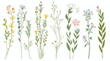 Fototapeta  - Delicate flowers stems set. Field herbs spring meadow