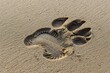 Big dog print in sand