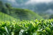 Blurry foreground in Cameron Highlands tea plantation Malaysia