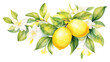 PNG Lemon border fruit plant food