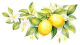 Fototapeta  - PNG Lemon border fruit plant food