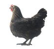 black hen isolated on white, studio shot,chicken.