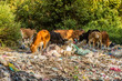 Cows in a heap of trash near Muang Ngoi Neua village, Laos.