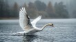 Bird Wings: A photo of a swan gracefully gliding across a lake