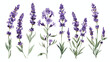 Lavender flowers set Provence floral herbs