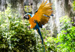 Beautiful yellow and blue macaw flying in the tropical jungle