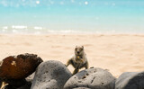Fototapeta Las - Squirrel close-up on the beaches of Tenerife

