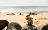 Fototapeta Miasto - Squirrel close-up on the beaches of Tenerife

