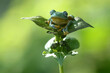 frog, cute frog, flying frog, a cute frog is peeking out from behind a leaf