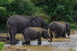 Herd of Sri Lankan Elephants (Elephas maximus maximus) at a waterhole at Yala National Park, Sri Lanka	